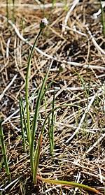 It is advised to prepare raw salads which keep all the plant properties. Allium Bisceptrum Wikipedia