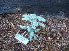 Picea glauca 'dent' variegated white spruce. Picea Pungens Cultivars Parade
