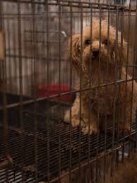 Hence, it takes a lot of persistence, patience, love, and. Nearly 130 Animals Rescued From Suspected Nc Puppy Mill Wlos