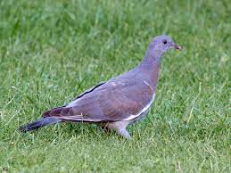 Wood Pigeon Bird Pictures Facts Pettime