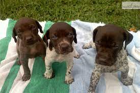 Top quality german shorthair pointers. 77 Dibbles Ideas Dogs Puppies Dog Training Obedience