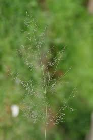Image result for Eragrostis cylindriflora