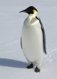 Image result for penguin