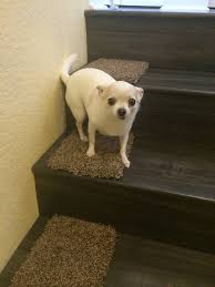 If your dog falls down the stairs or obtains an injury while he or she is on the stairs, they may come to associate the steps with that negative, painful feeling, and that is what leads to a phobia. Dog Slip Proof Stairs Dog Friends Your Dog Dogs