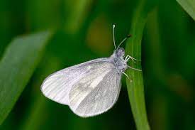 Mariposa Blanca Caracteristicas Significado Y Mucho Mas