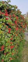 Image result for Clerodendrum splendens