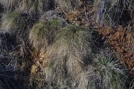 Image result for Eragrostis curvula