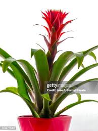 Image result for Aechmea