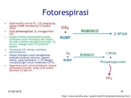 Walaupun menyerupai respirasi (pernafasan) biasa, yaitu proses. Respirasi Energi Dihasilkan Dalam Bentuk Atp Yang Digunakan Untuk Pemeliharaan Dan Perkembangan Tumbuhan 24 08 Ppt Download