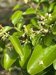 Image result for Strychnos matopensis