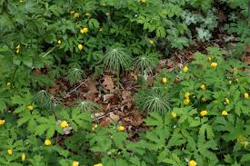 Like all spring woodland flowers, their early growth takes advantage of spring's abundant sunshine before forest trees leaf out. Woodland Plants Mostly Native Shade