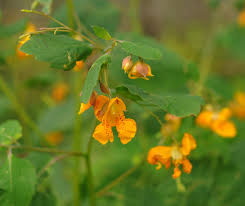 Image result for Impatiens irvingii