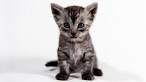 Egyptian Mau Kittens for Sale - Adoptapet
