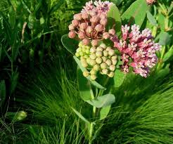Prairie Milkweed Asclepias Sullivantii 15 Seeds Monarch Host Plant Sullivant S Milkweed Butterfly Garden Must Ha With Images Asclepias Milkweed Butterfly Garden