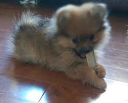 Black And Brown Pomeranian Puppies For Sale Kandy Female Pomeranian Pomeranian Puppy For Sale Pomeranian Puppy Yorkshire Terrier Puppies