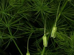 Image result for Asparagus minutiflorus