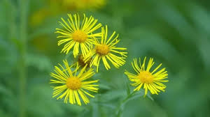 Image result for Pentanema