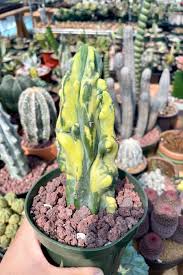 Image result for Myrtillocactus geometrizans