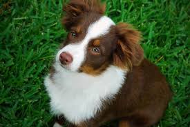 Texas puppies keeps it simple and fun by connecting you only with the best and most ethical breeders and businesses in your area! Cheyennestaraussies Com