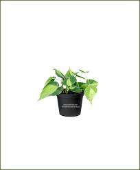 #heart leaf philodendron #philodendron hederaceum #hanging plants #philodendron #foliage plants the heart leaf philodendron next to the money tree seems to be reaching over to say hello. Philodendron Heartleaf Variegated Heartleaf Philodendron