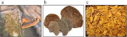 Image result for Phellinus rimosus