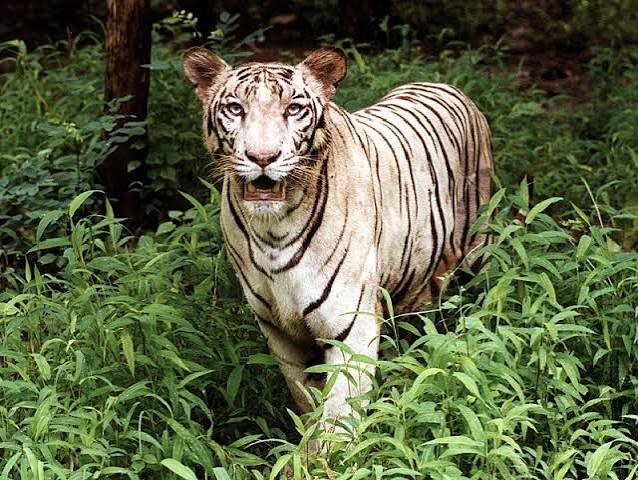 Sanjay Gandhi National Park, Mumbai - Timings, Entry Fee, Safari Cost, Safari Booking, Best Time to Visit