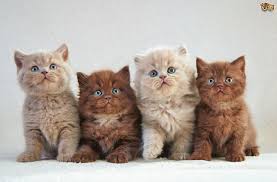 It is possible to leave mom at 8 weeks when her kittens first leave, your cat may be a little upset. How Old Should Kittens Be Before They Leave Their Mother Pets4homes