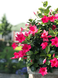 Image result for mandevilla obrázek