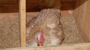 Merosotnya harga telur ayam negeri disebabkan merembesnya peredaran telur infertil. Ciri Ciri Ayam Mau Mengeram Yang Harus Dipahami Arenahewan Com