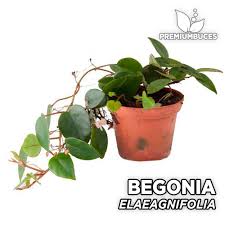 Image result for Begonia elaeagnifolia