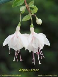 Risultati immagini per Naturaleza perfecta. Fuchsia.