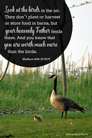 Bird Doesn T Care About Being Eaten For When You Feel Like God Doesn T Care Joyday An Extraordinary Day How Are You Feeling Bible Truth Knowing God