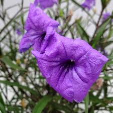 Image result for Ruellia praetermissa
