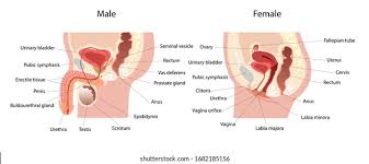 Reproductive System Images Stock Photos Vectors Shutterstock