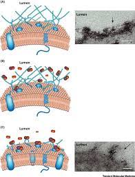 Middle layer below glycocalyx is rigid, protective and supportive in function. Endothelial Glycocalyx Shedding Light On Malaria Pathogenesis Trends In Molecular Medicine
