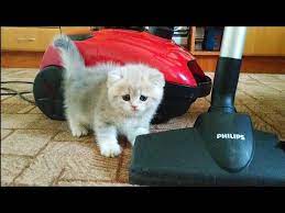 kotenok ne boitsya pylesosa ochen smelyj kotenok britanskij korotkosherstnyj youtube kitten kitten cartoon british shorthair kittens