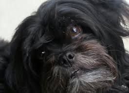 Black And White Maltese Shih Tzu Puppy Black Maltese Shih Tzu Images Pictures Becuo Maltese Shih Tzu Shih Tzu Lhasa Apso