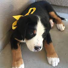 High standard confirmation, dna & health testing. Greater Swiss Puppy 8 Weeks Old Greater Swiss Mountain Dog Puppies Swiss Mountain Dogs
