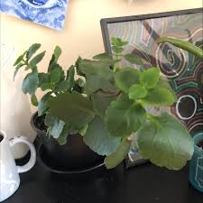 Is My Kalanchoe Dying? How Do I Make Sure It Survives Winter And Blooms  Again? : R/Succulents