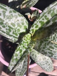 Image result for Ledebouria Unidentified sp. no4.