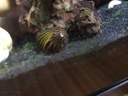 Fin rot is a symptom of an infection. Aquarium Salt A Treatment For Fin Rot Betta Fish Forum 454372