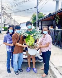 วิธีพืชมอนสเตอร่า(monstera deliciosa) พืชมอนสเตอร่า ( monstera deliciosa ) ปลูกเพื่อให้ใบเขียวชอุ่มมันวาว พวกเขาเพิ่มความรู้สึกร่วมสมัยให้กับห้องและเป็นเครื่องฟอก. Towzhttqmtdfim