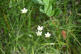 Image result for Hippocratea apocynoides