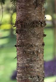 Image result for Burttdavya nyasica