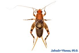 Image result for Philenoptera bussei