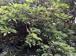 Image result for Sapotaceae
