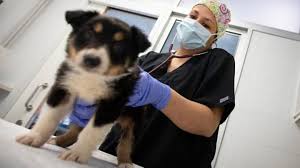 2406 clark blvd, laredo, tx 78043, ee. Jhs Veterinary Clinic Temporarily Closing Due To Staffing Shortages Action News Jax