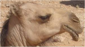 The kingliest of all coats is here to help you make power moves only. Phylogenetic Analysis Of Eight Sudanese Camel Contagious Ecthyma Viruses Based On B2l Gene Sequence Virology Journal Full Text