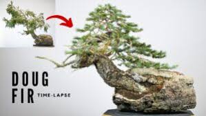 Youtube Video Listings Prairie State Bonsai Society