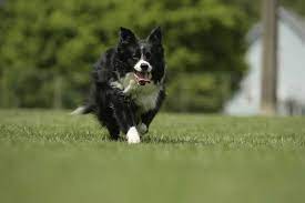 Mini Borders What You Need To Know About Miniature Border Collies Bordercolliehealth